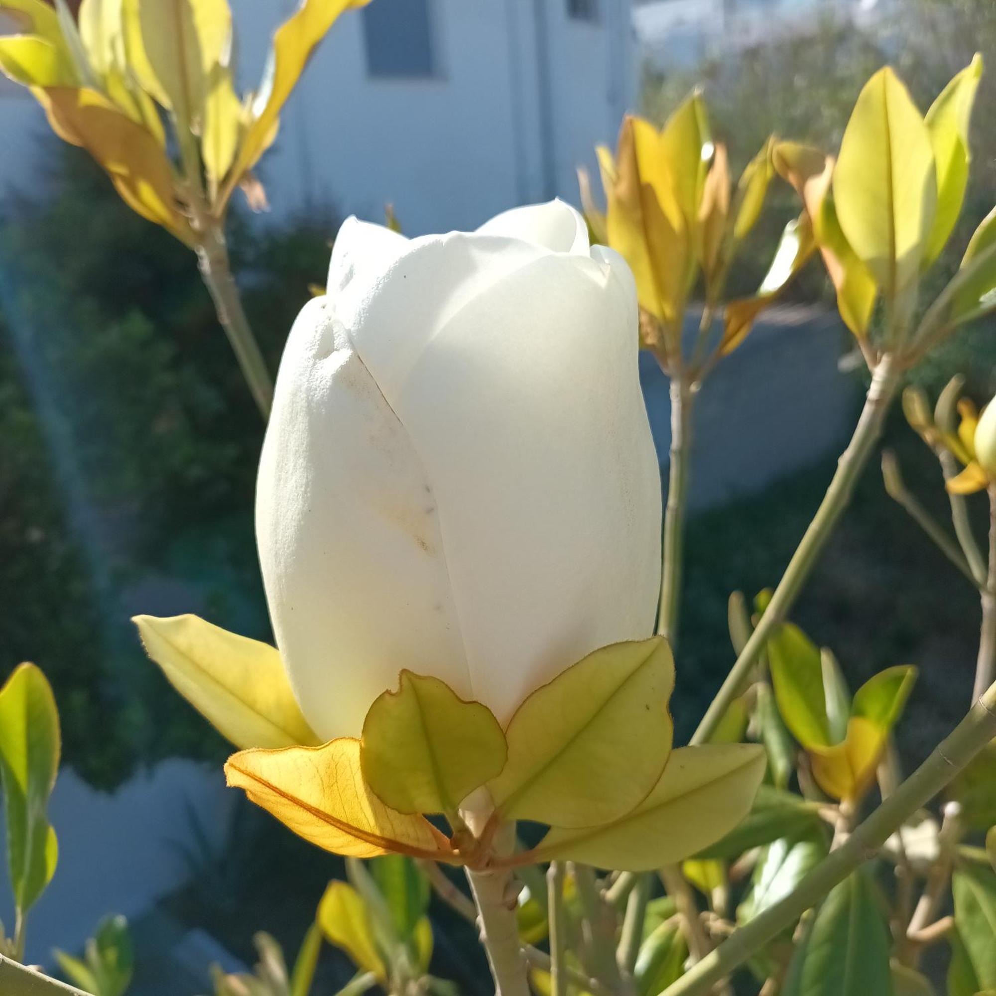 דירות Kini Magnolia Senses חדר תמונה